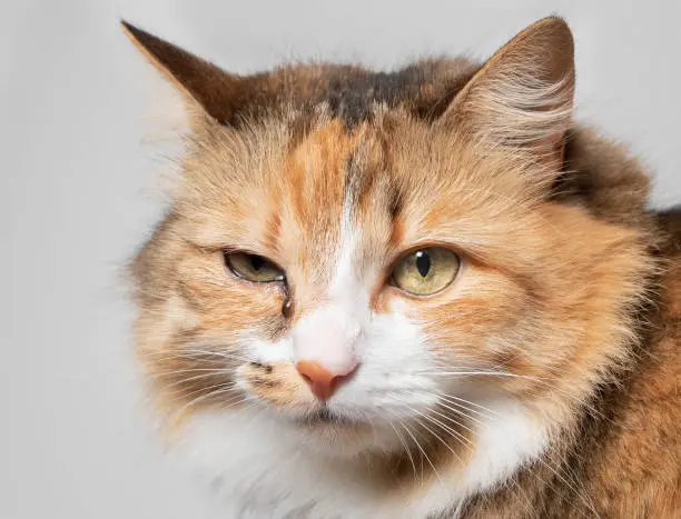 Close up of cat with one eye glassy, teary and discolored. Cat eye half closed from pain. Conjunctivitis, feline herpes virus or allergy. Selective focus.