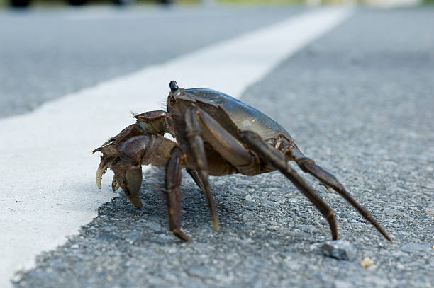 Crab-Rennen – Foto