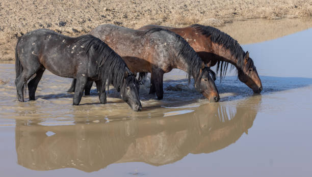 istock Wild Horsess at a Desert Waterhole 1403849374