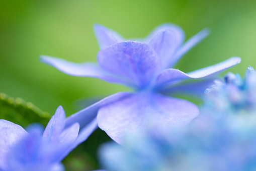 blue lacecap hydrangea