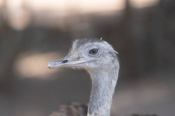 "ñandú"일반적인 rhea 또는 pampas choique (rhea americana)는 rheidae 가족의 조류 종입니다. 그것은 남아메리카에서만 발견됩니다. 그것은 같은 가족에 속하지 않지만, 그것은 또한 "타조"(avestruz)라고도합� - bird common rhea south america beak 뉴스 사진 이미지