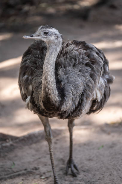 "ñandú"일반적인 rhea 또는 pampas choique (rhea americana)는 rheidae 가족의 조류 종입니다. 그것은 남아메리카에서만 발견됩니다. 그것은 같은 가족에 속하지 않지만, 그것은 또한 "타조"(avestruz)라고도합� - bird common rhea south america beak 뉴스 사진 이미지