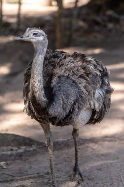 "ñandú"일반적인 rhea 또는 pampas choique (rhea americana)는 rheidae 가족의 조류 종입니다. 그것은 남아메리카에서만 발견됩니다. 그것은 같은 가족에 속하지 않지만, 그것은 또한 "타조"(avestruz)라고도합� - bird common rhea south america beak 뉴스 사진 이미지