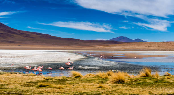 istock Flamingos at Colorado lagoon 1403851024
