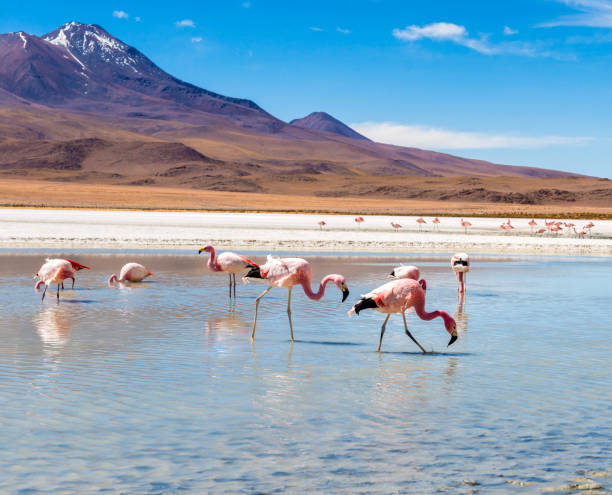 istock Flamingos at Colorado lagoon 1403851033