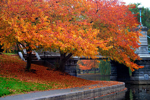 istock Autumn in Boston Public Garden 140385113