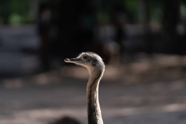 "ñandú"일반적인 rhea 또는 pampas choique (rhea americana)는 rheidae 가족의 조류 종입니다. 그것은 남아메리카에서만 발견됩니다. 그것은 같은 가족에 속하지 않지만, 그것은 또한 "타조"(avestruz)라고도합� - bird common rhea south america beak 뉴스 사진 이미지