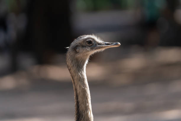 "ñandú"일반적인 rhea 또는 pampas choique (rhea americana)는 rheidae 가족의 조류 종입니다. 그것은 남아메리카에서만 발견됩니다. 그것은 같은 가족에 속하지 않지만, 그것은 또한 "타조"(avestruz)라고도합� - bird common rhea south america beak 뉴스 사진 이미지