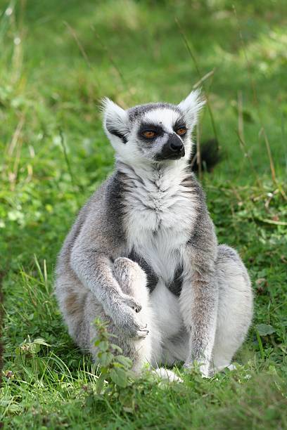 Lemur stock photo