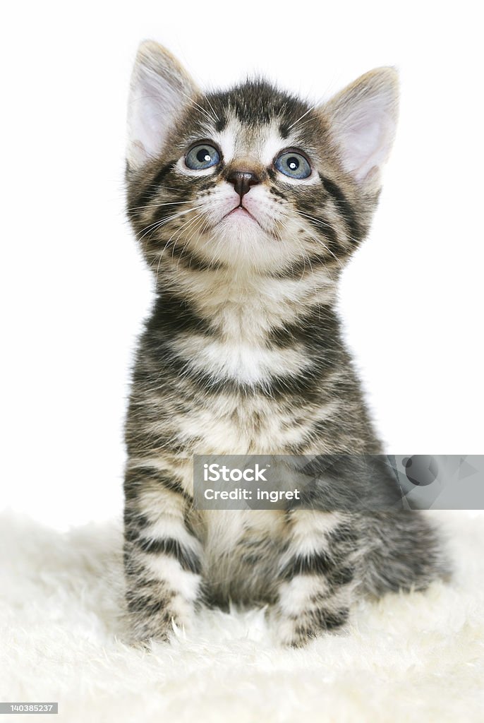 Filhote de gato - Foto de stock de Cinza - Descrição de Cor royalty-free