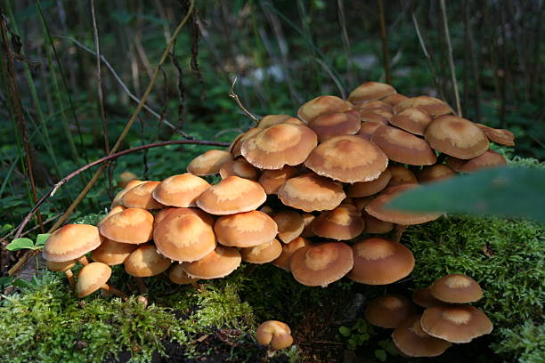 Musrooms stock photo