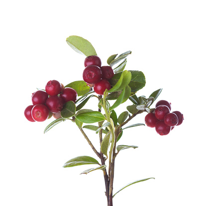 Branches with ripe Cowberry berries isolated on white background. Selective focus.