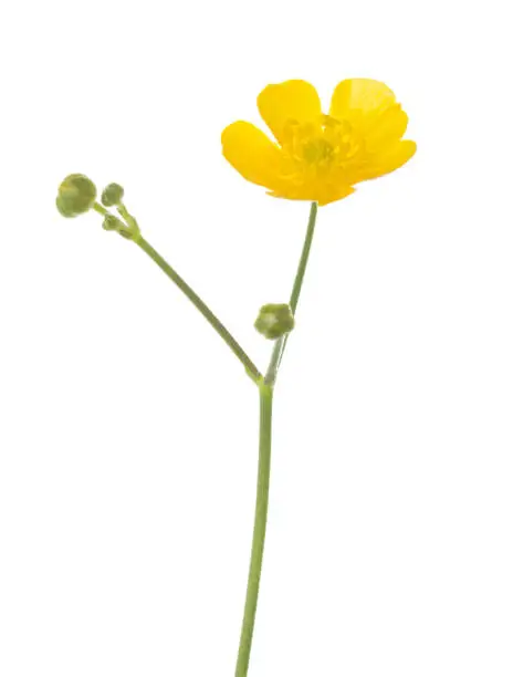 Yellow flower of  Buttercup isolated on white background. Ranunculus Acris. Selective focus
