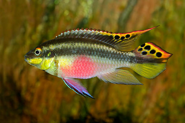 Kribensis (Purple Cichlid) Colorful kribensis or purple cichlid (Pelvicachromis pulcher) from Nigeria cichlid stock pictures, royalty-free photos & images