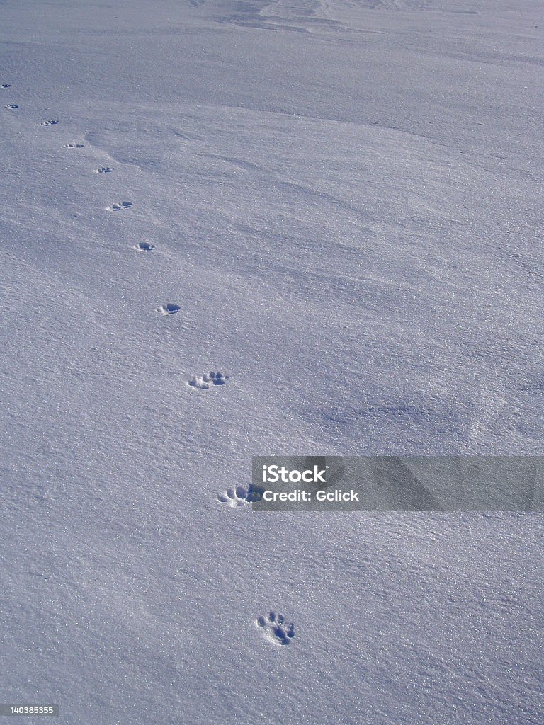 Patte de chat imprimés dans la neige en hiver - Photo de Chat domestique libre de droits