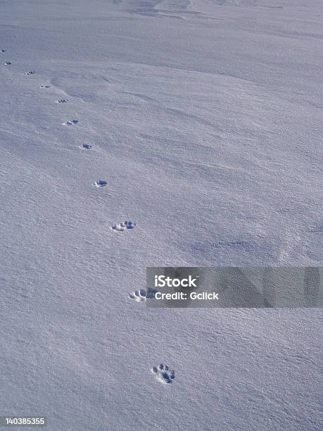 Foto de Gato Felinas No Inverno Neve e mais fotos de stock de Gato doméstico - Gato doméstico, Pegada, Rasto