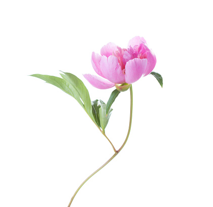 Pink Peony  isolated on white background.