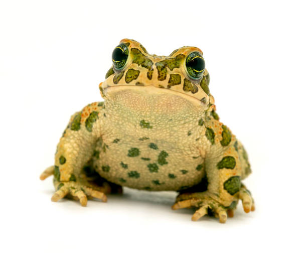 spotted toad sitting close-up spotted toad sitting close-up on white background big frog stock pictures, royalty-free photos & images