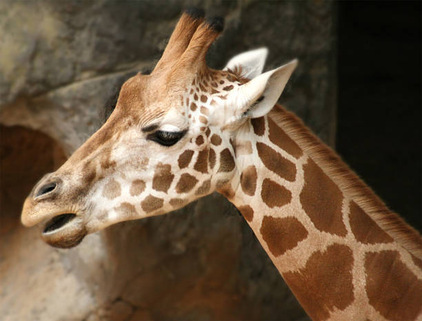 zoológico taronga jirafa - taronga fotografías e imágenes de stock