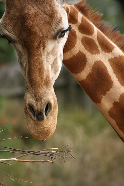 zoológico taronga jirafa - taronga fotografías e imágenes de stock