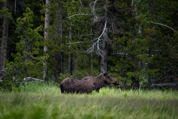istock Bison and Moose wildlife Wyoming 1403854220
