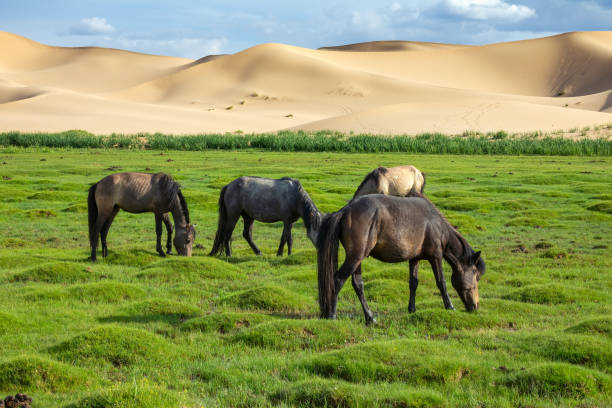 Horses eating grass in Gobi Desert
