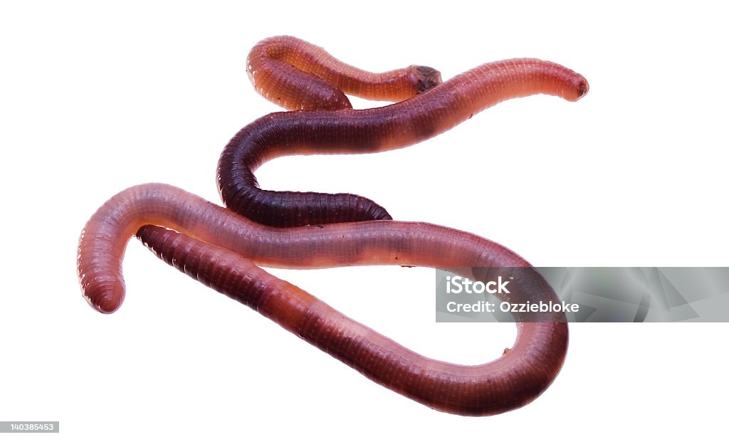 worms - Photo de Ver de terre libre de droits