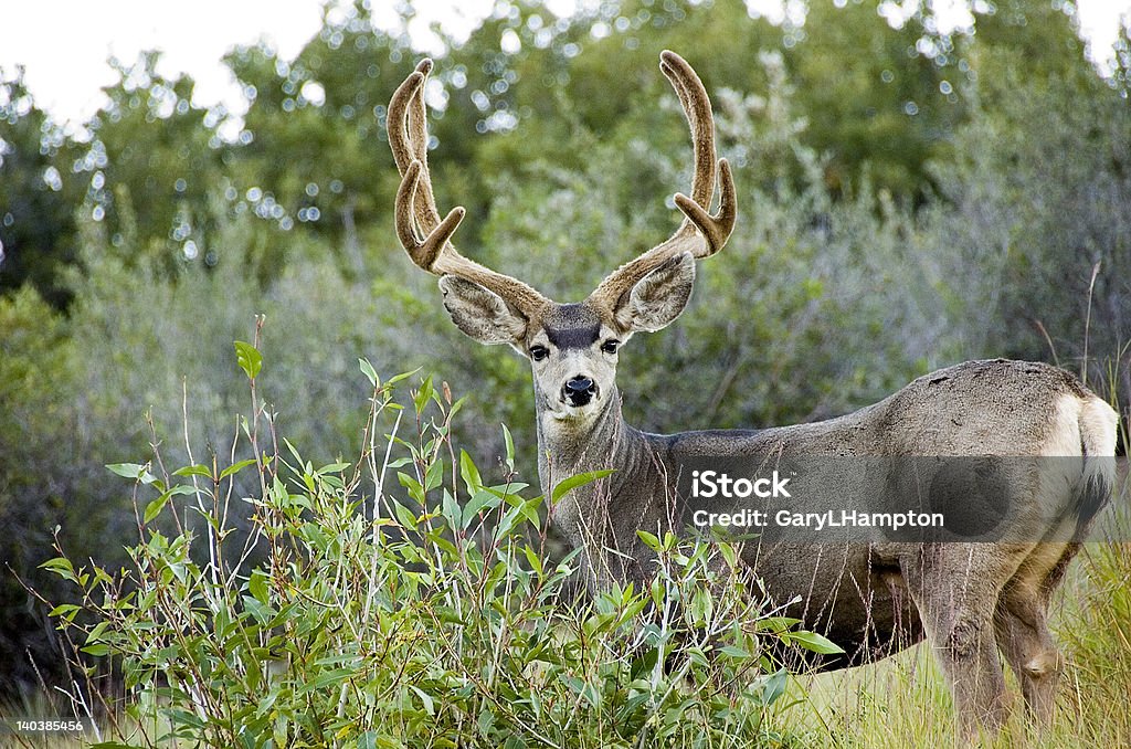 Cervo mulo - Foto stock royalty-free di Animale