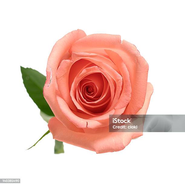 Rosa Com Pétala Isolado Traçado De Recorte - Fotografias de stock e mais imagens de Arranjo de flores - Arranjo de flores, Beleza natural, Branco