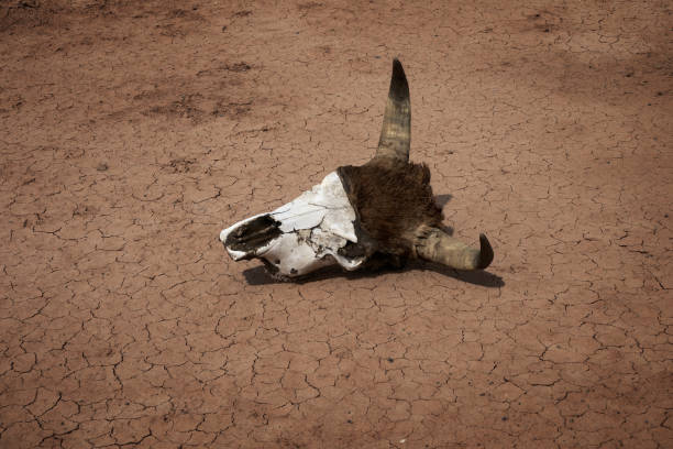 istock Cow skull on dry cracked soil at drought 1403854966