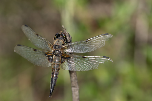 Close-up of a flat-bellied dragonfly (Libellula depressa) perched on a branch outdoors, photographed from behind, as a close-up.