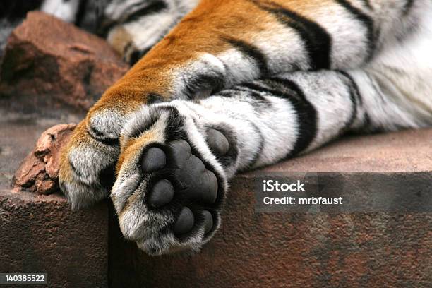 Tiger Paw Stock Photo - Download Image Now - Tiger, Paw, Animal Body Part - iStock Tiger Paw Stock Photo - Download Image Now - Tiger, Paw, Animal Body Part - iStock