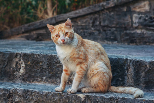 istock Cute red cat with orange eyes and pink nose 1403855331