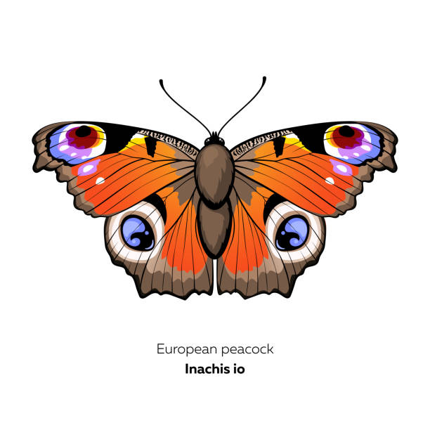 European Peacock butterfly, Inachis io, vector illustration European Peacock butterfly, Inachis io, vector illustration. peacock butterfly stock illustrations