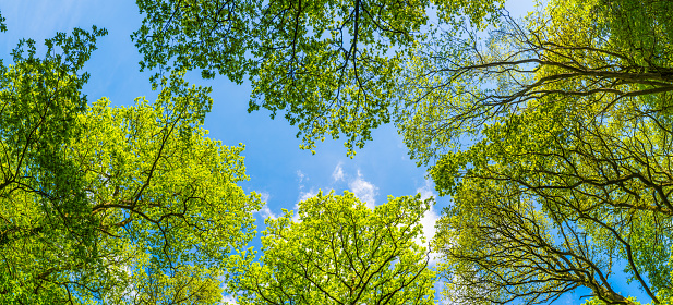 Clear blue sky above the soaring canopy and vibrant green foliage of a summer forest panorama.