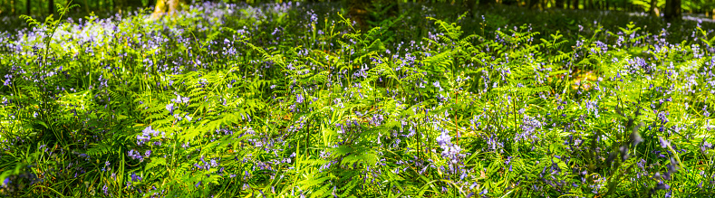 Heath vegetation in purple colors  in the Kalmthoutse Heide,a nature reserve on the Belgian-Dutch border.