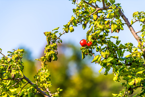 Apple orchard tree branch with two small red fruit in garden autumn fall farm countryside in Virginia with leaves and blue blurry sky background