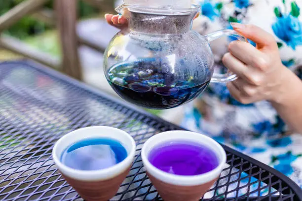 Woman holding glass teapot pouring butterfly pea Clitoria ternatea tea with different colorful blue and purple due to lemon juice acid chaning color