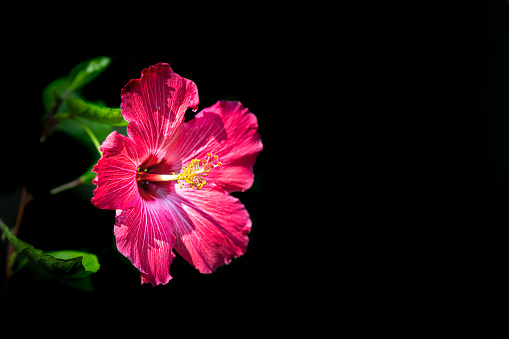 Vibrant vivid red pink hibiscus flower detail texture macro closeup of one plant isolated bokeh background with green leaves side view