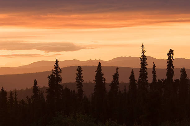 tramonto in alaska - pine sunset night sunlight foto e immagini stock