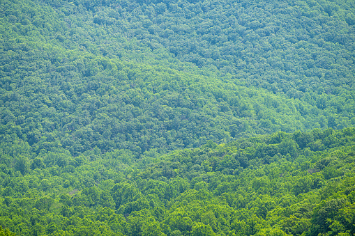 Overlook view of rolling hills and abstract background pattern of lush green forest trees in Appalachian Shenandoah National Park Blue Ridge mountains Skyline drive