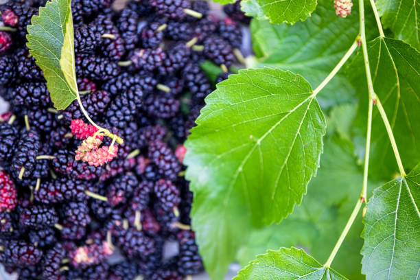 マクロクローズアップ黒紫と赤熟桑のパターンは、背景として緑の葉と庭の農場から採餌採集 - 16017 ストックフォトと画像