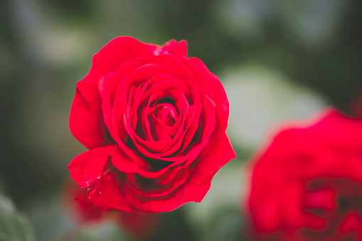 Red roses blooming in country garden