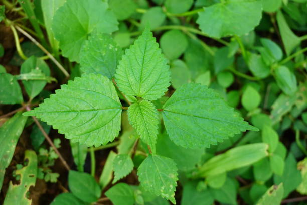 stechende grüne brennnesselblätter oder juckende blätter - stinging nettle stock-fotos und bilder