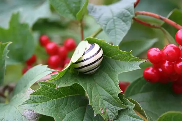 Snail over snowball-tree