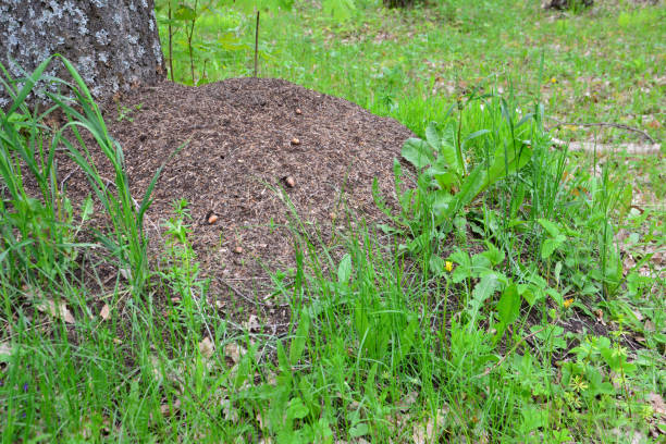 istock anthill near tree trunk surrounded green grass, close-up 1403857861