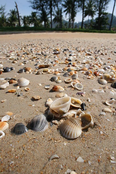 Conchas na praia - fotografia de stock