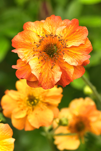 Brightly colored Geums blooming in early Summer.
