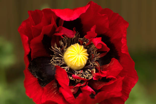 Single red poppy with its petals beginning to emerge in the sun. Papaver Commutatum 'Ladybird'