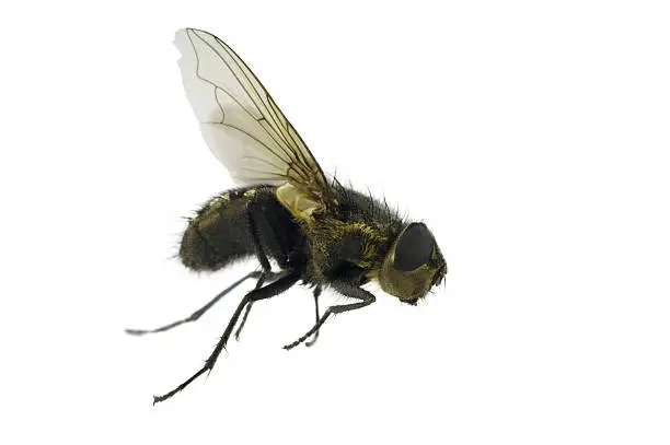 Photo of House-fly